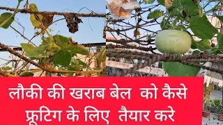 How To Make Dried Bottle Gourd (Lauki) Vine Green and Healthy Again/लौकी की खराब बेल को कैसे सही करे
