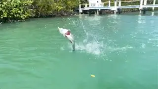 G-Ratt Baits Sneaky Pete