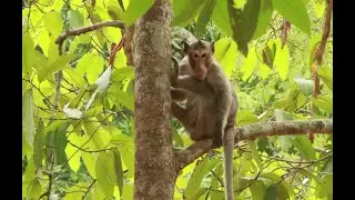 Daily Chimo Monkey In Amber G/How To See Chimo Mk Sit on The Stone After Move up The Tree alone