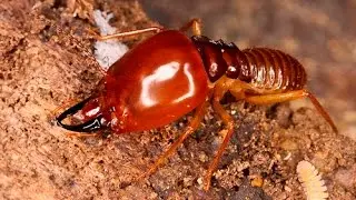 What is the best natural termite treatment?