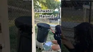 Rainwater Harvesting 🌧️ 🌱 #plants #rain #rainwater #rainwaterharvesting