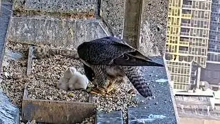 PE#04- Review mother birds brings food to feed her babies in the nest, baby birds life