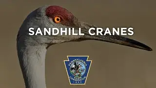 Sandhill Cranes