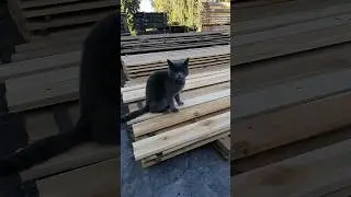 This beautiful cat lives in a building materials store #cats #catshorts