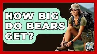 How Big Do Bears Get? - The Hiker's Advice