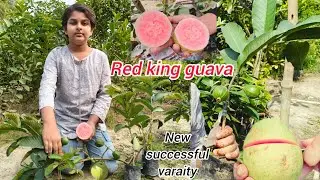 Red king guava/Thai red king guava/New successful guava varaity/Afsana Nursery/Ph -7601949430