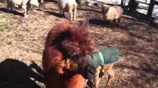 Humming llamas