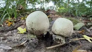 So erkenne ich zwiefelsfrei den Karbolegerling ( Agaricus xanthodermus)