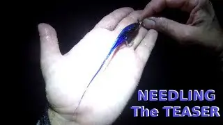 HANDLE on the LOOSE - STRIPED BASS FISHING & NEEDLING the TEASER for STRIPERS