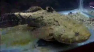 Soon Hock (Marbled Goby)
