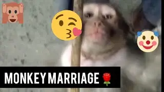 Monkey Marriage Funny Wedding Video🙈🙉🙈