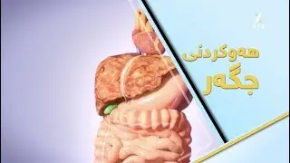 كام جۆری ڤایرۆسی جگەر مەترسیدارە؟  نیشانەكانی چین؟