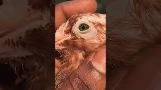 💥പറവ 💥#parava #pigeon #paravasadhapigeon #paravasadhapigeon #love