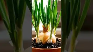 Onion time lapse from first day to 20 days | GreenMotion Studio  #garden #gardening #nature #fruit