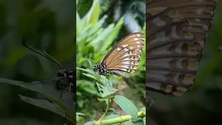 Indian butterflies: Common Mime 🦋🦋🦋 #butterfly #nature #wildlife #insects #himalayas