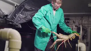 Learning the secrets of lobster lives | University of Tasmania
