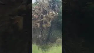 Travel  scene video #paddy #journey #nature #train #trainjourney #travel #reels
