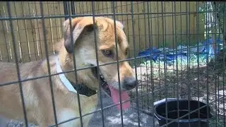 Englewood Animal Rescue seeks fosters for Louisiana pets