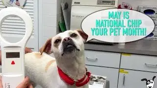 May is National Chip Your Pet Month!