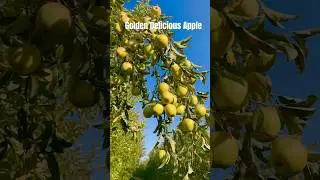 Amazing Golden Delicious Apples 🍏🍏🍏🇺🇸 #fruit #apple #farming #farm #shorts #trending #nature