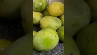 King of fruits: Mango #malda #Langra #mango #indianmango #kingoffruits #maldamango