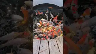 金魚クセになる
