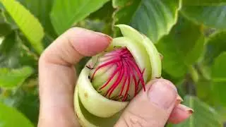 Katmon, Dillenia phillippinensis