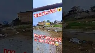 Fastest Dog Ever In The World #dog #dogwithpublicsafety #fastest #dogshorts #shortsfeed #shorts