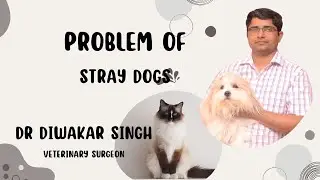 Stray Dogs Problem in India | Sterilization, Rabies & Dog Bite Awareness | Prabhat Pet Center