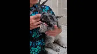 Grooming a difficult dogs face with scissors, clip from full video