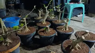 BAHAN BONSAI SSMV, SANCANG SERTA ANTING PUTRI READY BOLO..