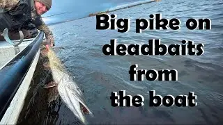Big Pike On Deadbaits From The Boat | Winter Pike Fishing In Scotland
