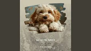 Gentle Paws (Rain Ambient)