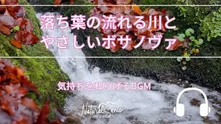Natural Sonic 「落ち葉の流れる川とやさしいボサノヴァ」- 気持ちを和らげるBGM -