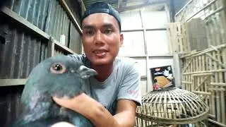Berbagai macam Ras merpati Jawa sungut
