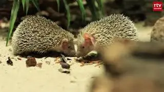Dieren missen aandacht van bezoekers in Zoo Bizar