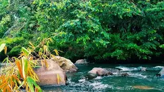 Peaceful Forest River Flow Sounds | Calm White Noise Ambience