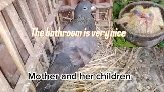 How loving a mother is to her young ones❤️#bathroom #pigeonbreeding 