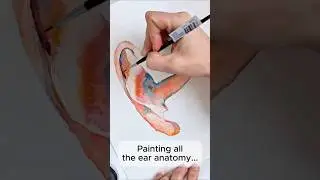 Ear Anatomy Watercolor Painting
