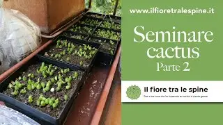 Seminare cactus: come gestire le piante appena nate