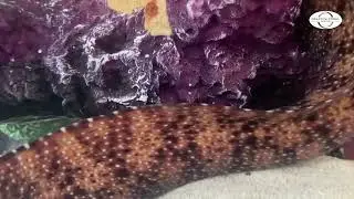 Custom-designed and Fabricated Eel and Fish Caves | Creative Coral Design