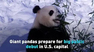 Giant pandas prepare for big public debut in U.S. capital
