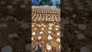 How to grow garlic in a greenhouse #farming