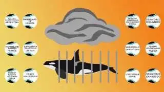 Fate of orcas in captivity at SeaWorld and other marine parks | Whale and Dolphin Conservation