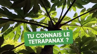 Tu connais le Tetrapanax ? Une plante idéale pour un effet jungle dans ton jardin !