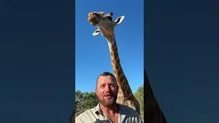 Our giraffe sometimes need supplement feeding, especially in the dry winter season! 🦒🙌🏻