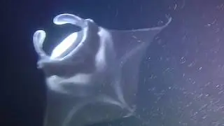 Hawaii's Big Island Manta Ray Experience