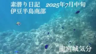 『ダンスでおもてなし』素潜り日記 伊豆半島南部 2025年7月中旬 Dive 3rd in 2025