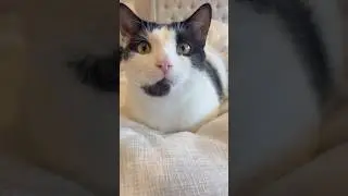 Хлеб с кошачьей тематикой 10/10 #catloaf #cat #loafcheck
