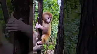 Monkey Baby Learning to Climb Trees  #cutestory #monkey #supportanimals #aniamallover #viralshorts